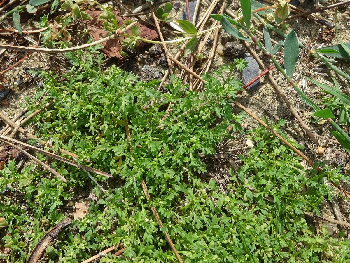 Lepidium didymum (Brassicaceae)